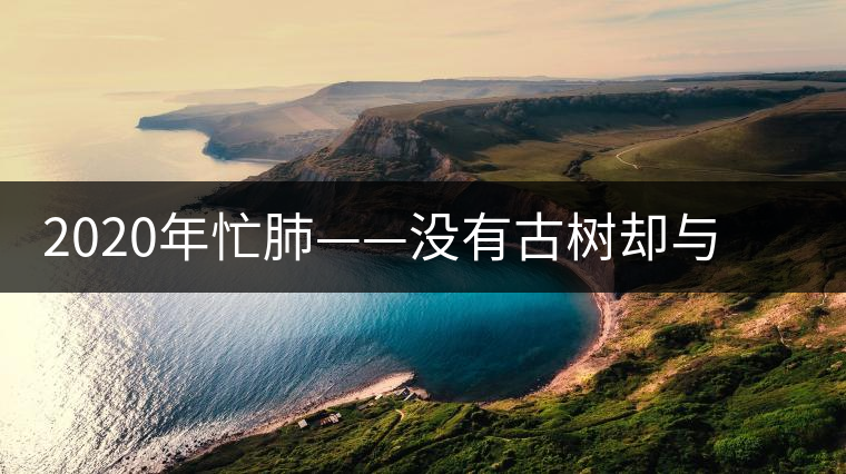 2020年忙肺——沒有古樹卻與冰島、昔歸齊名的普洱茶