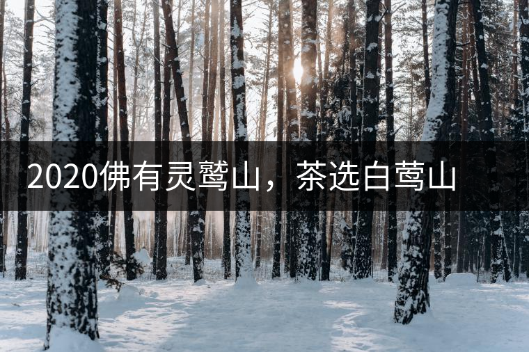 2020佛有靈鷲山，茶選白鶯山——白鶯山二嘎子茶