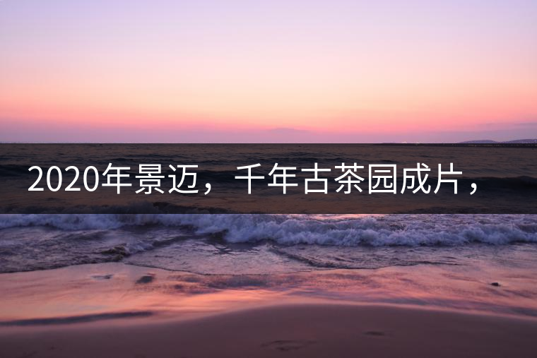 2020年景邁，千年古茶園成片，蘭花香堪稱一絕！