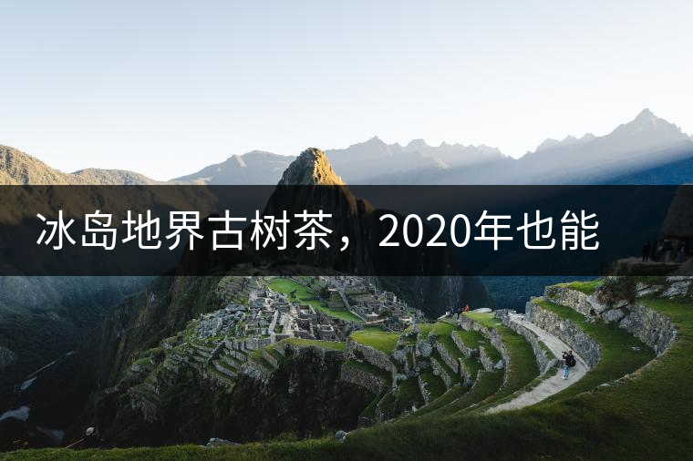 冰島地界古樹茶，2020年也能便宜喝到的冰島古樹茶