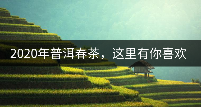 2020年普洱春茶，這里有你喜歡的山頭嗎？