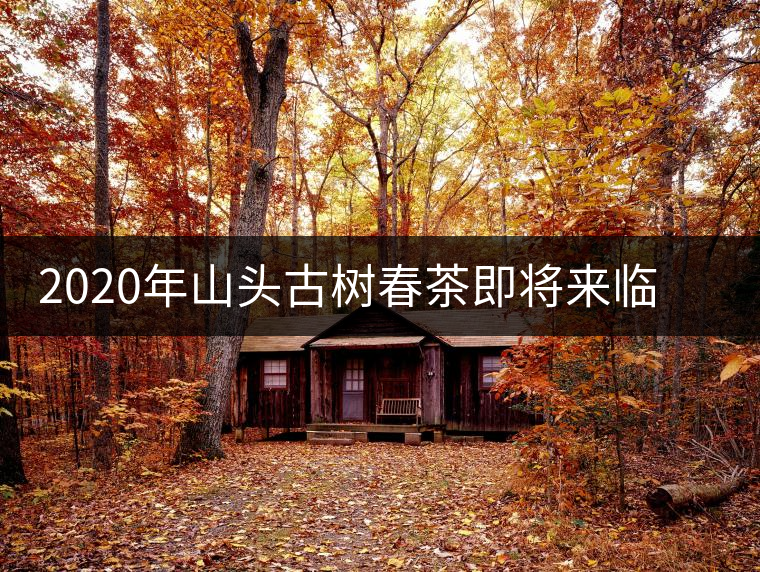 2020年山頭古樹春茶即將來臨，開啟山頭茶的既然是它