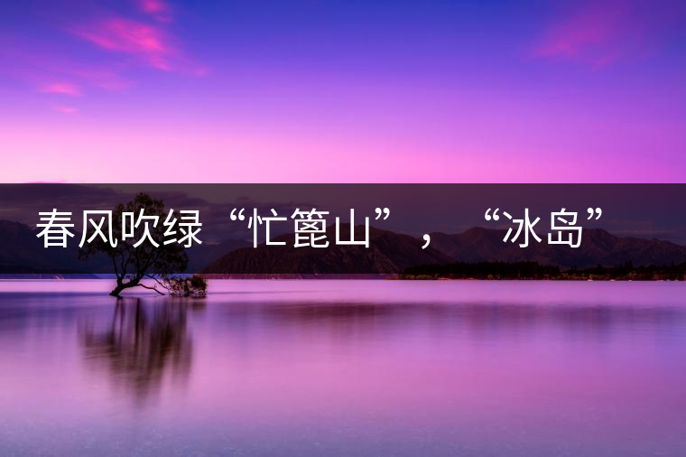 春風(fēng)吹綠“忙篦山”，“冰島”“老寨”春茶香