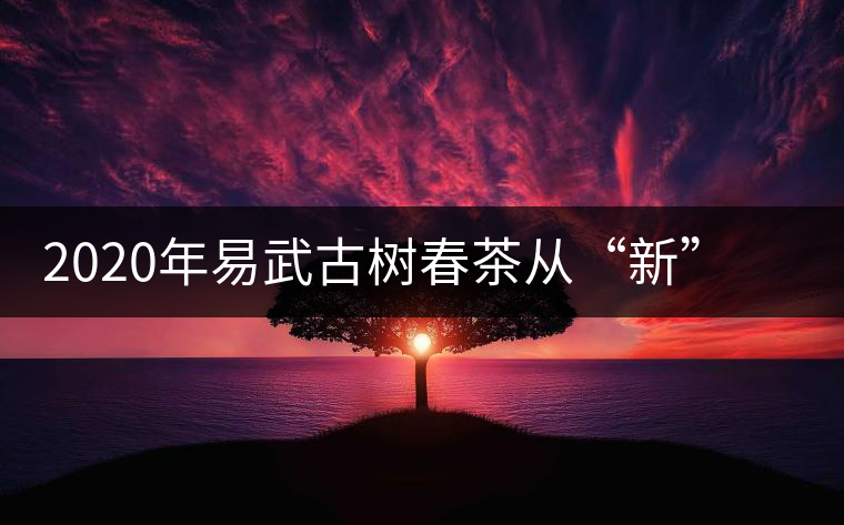 2020年易武古樹春茶從“新”到“老”，如何完成蛻變的？