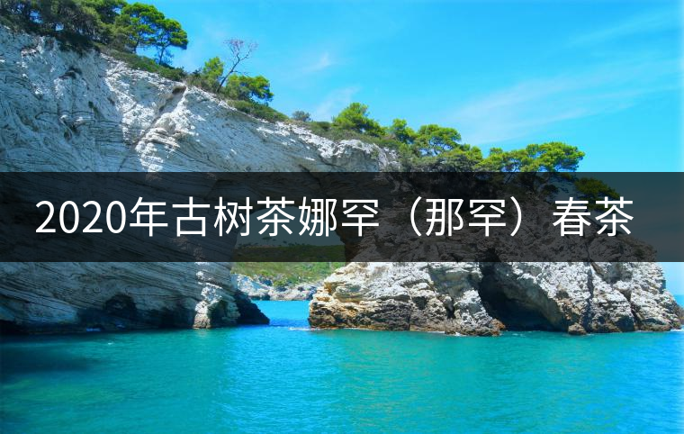 2020年古樹(shù)茶娜罕（那罕）春茶價(jià)格是多少？