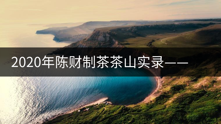 2020年陳財制茶茶山實(shí)錄——彎弓，易武古樹茶傳奇的起點(diǎn)