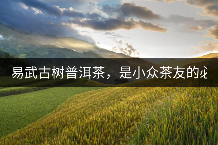 易武古樹普洱茶，是小眾茶友的必選？