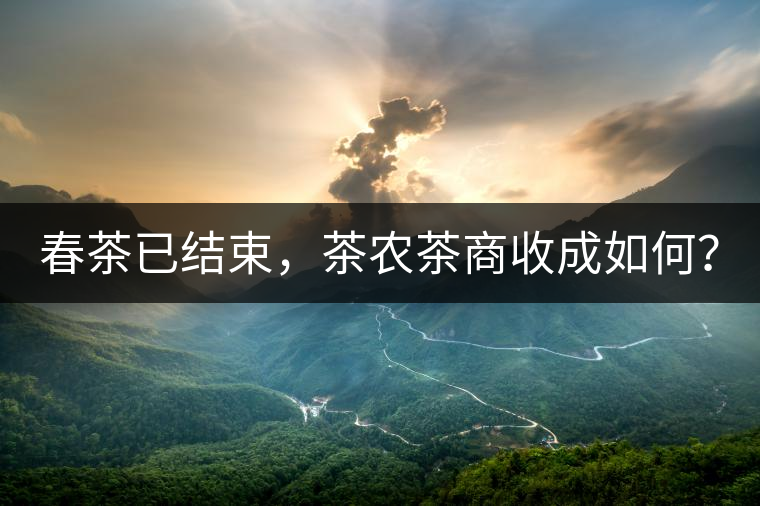 春茶已結(jié)束，茶農(nóng)茶商收成如何？