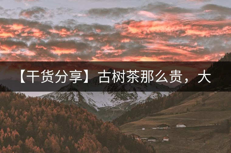 【干貨分享】古樹茶那么貴，大家為什么還在瘋狂追求？