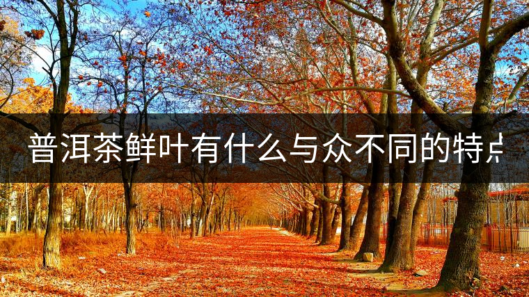 普洱茶鮮葉有什么與眾不同的特點？