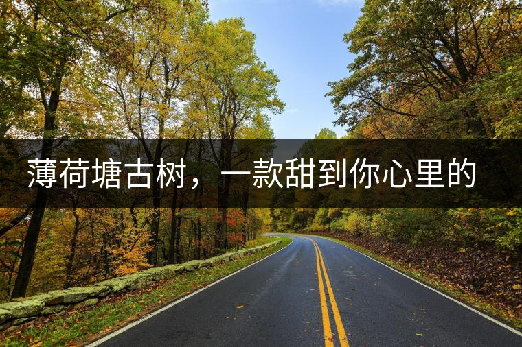 薄荷塘古樹，一款甜到你心里的普洱茶