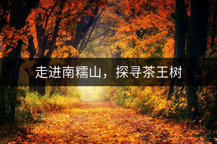 走進南糯山，探尋茶王樹