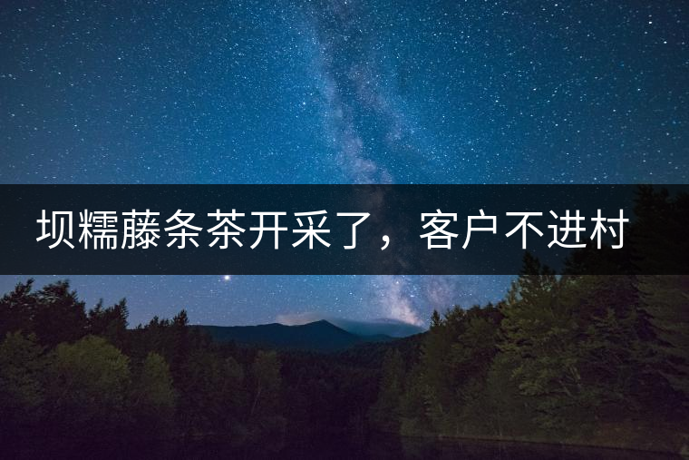 壩糯藤條茶開(kāi)采了，客戶不進(jìn)村，村民怎么賣茶？