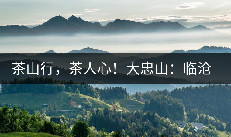 茶山行，茶人心！大忠山：臨滄之龍，雪山之熊