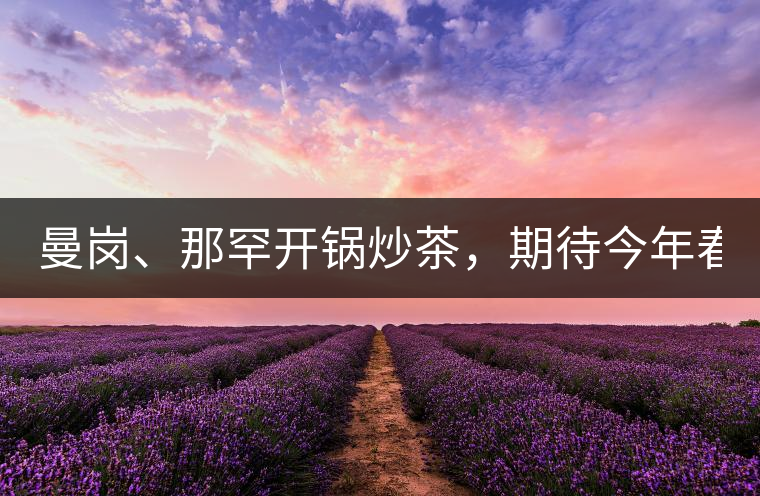 曼崗、那罕開鍋炒茶，期待今年春茶！