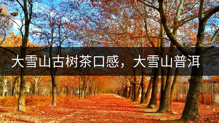 大雪山古樹(shù)茶口感，大雪山普洱茶價(jià)格