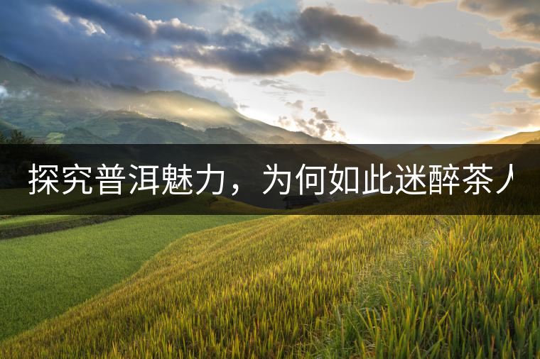 探究普洱魅力，為何如此迷醉茶人！