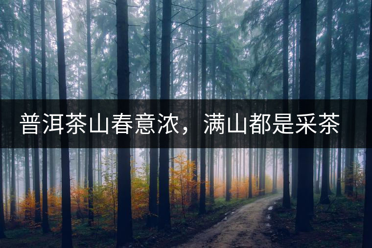 普洱茶山春意濃，滿山都是采茶人