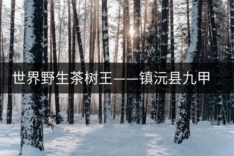 世界野生茶樹(shù)王——鎮(zhèn)沅縣九甲鄉(xiāng)千家寨大茶樹(shù) 世界野生茶樹(shù)王——鎮(zhèn)沅縣九甲鄉(xiāng)千家寨大茶樹(shù)