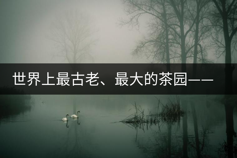 世界上最古老、最大的茶園——芒景