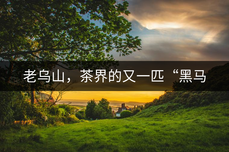 老烏山，茶界的又一匹“黑馬