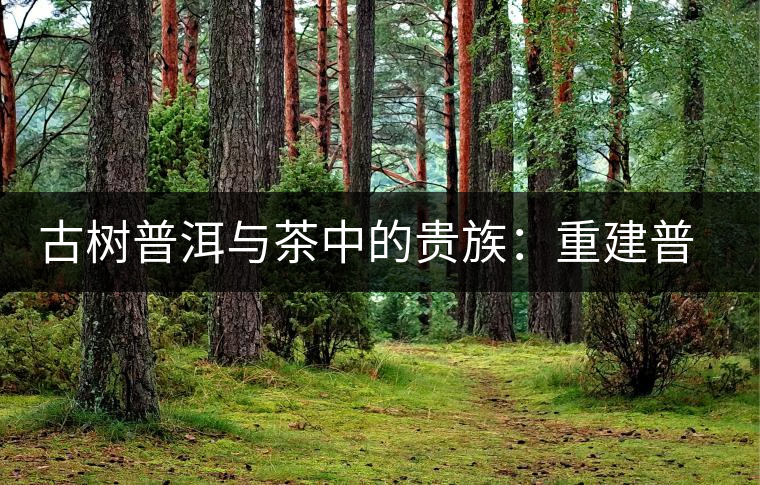 古樹(shù)普洱與茶中的貴族：重建普洱茶的生態(tài)系統(tǒng)
