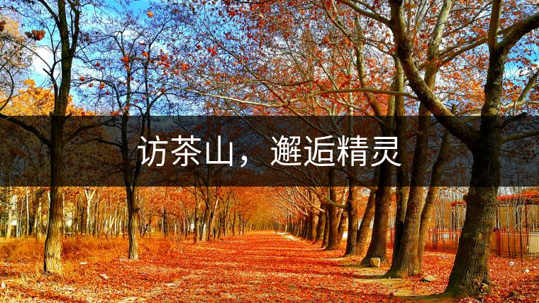 訪茶山，邂逅精靈