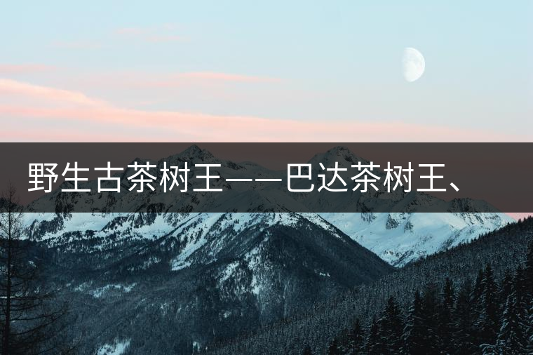 野生古茶樹王——巴達(dá)茶樹王、千家寨茶樹王及錦繡茶祖