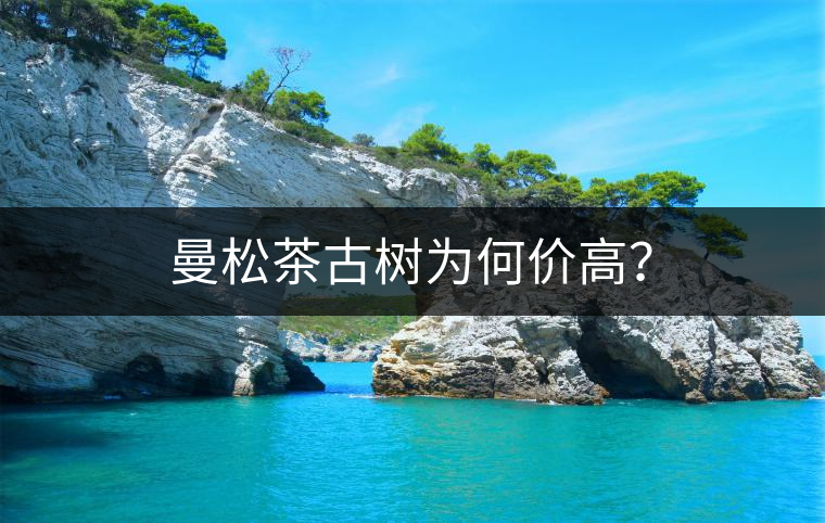 曼松茶古樹為何價高？