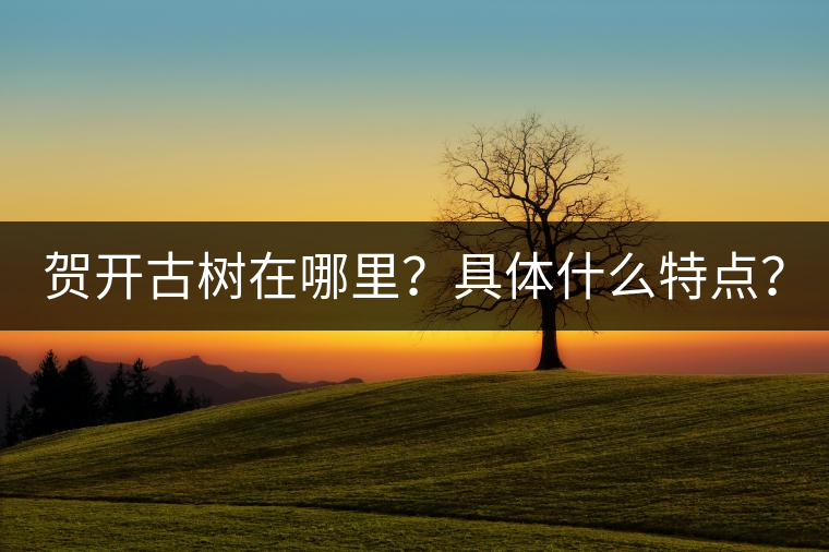 賀開古樹在哪里？具體什么特點(diǎn)？