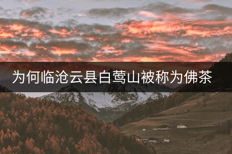 為何臨滄云縣白鶯山被稱為佛茶圣地？