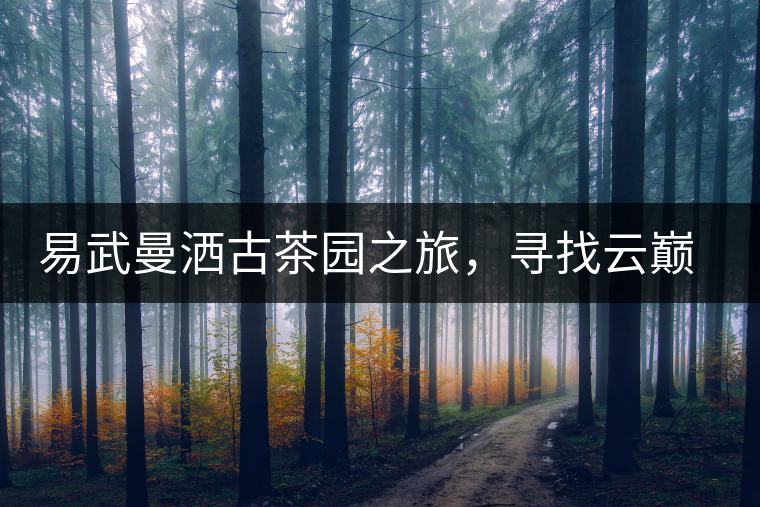 易武曼灑古茶園之旅，尋找云巔上的好茶