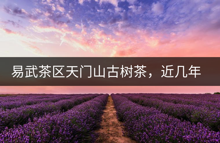 易武茶區(qū)天門山古樹茶，近幾年的熱門山頭