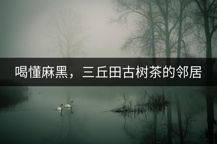 喝懂麻黑，三丘田古樹茶的鄰居