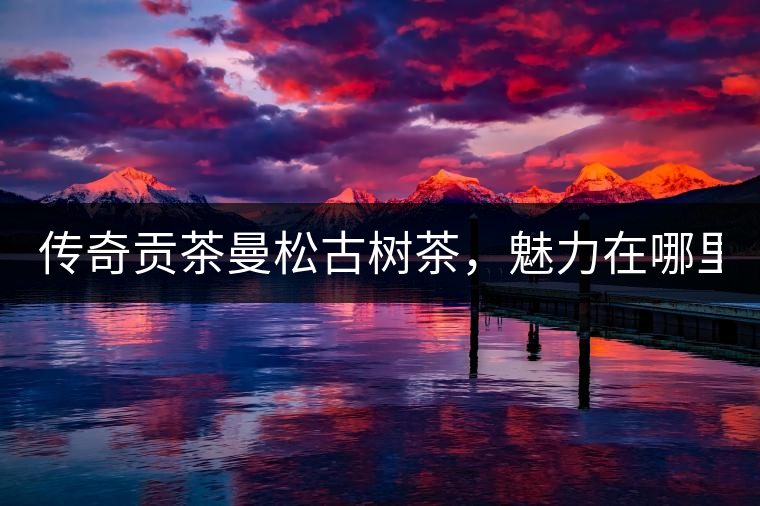 傳奇貢茶曼松古樹茶，魅力在哪里？