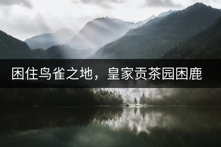 困住鳥(niǎo)雀之地，皇家貢茶園困鹿山古樹(shù)茶