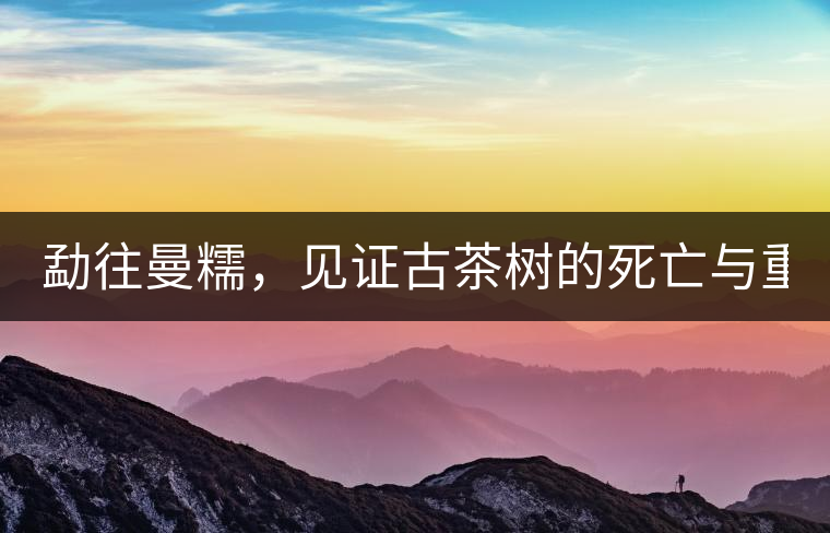 勐往曼糯，見證古茶樹的死亡與重生（上）