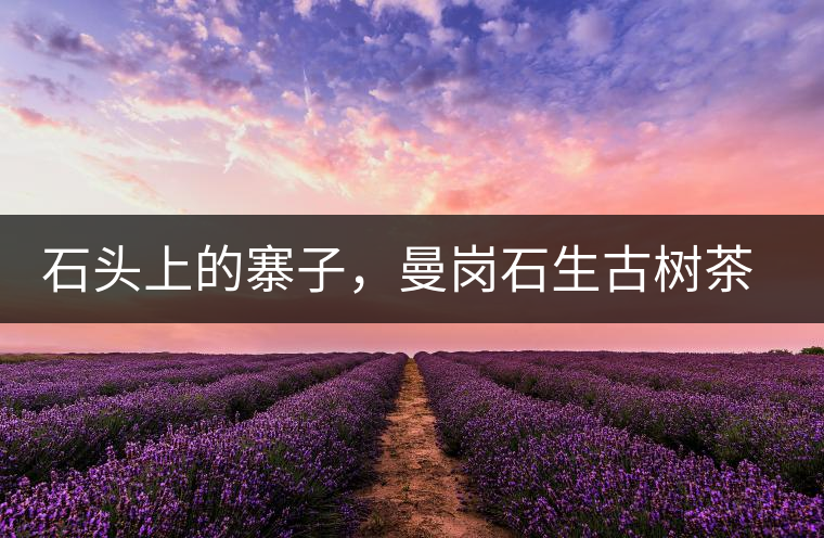 石頭上的寨子，曼崗石生古樹茶特點介紹