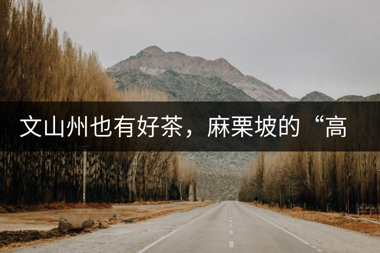 文山州也有好茶，麻栗坡的“高朋”古樹茶