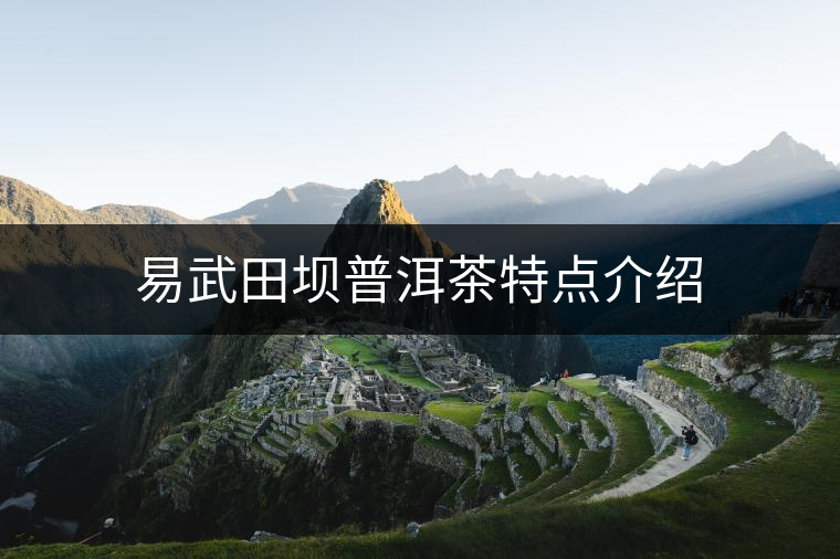 易武田壩普洱茶特點介紹
