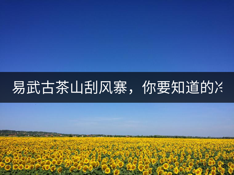 易武古茶山刮風(fēng)寨，你要知道的冷知識！