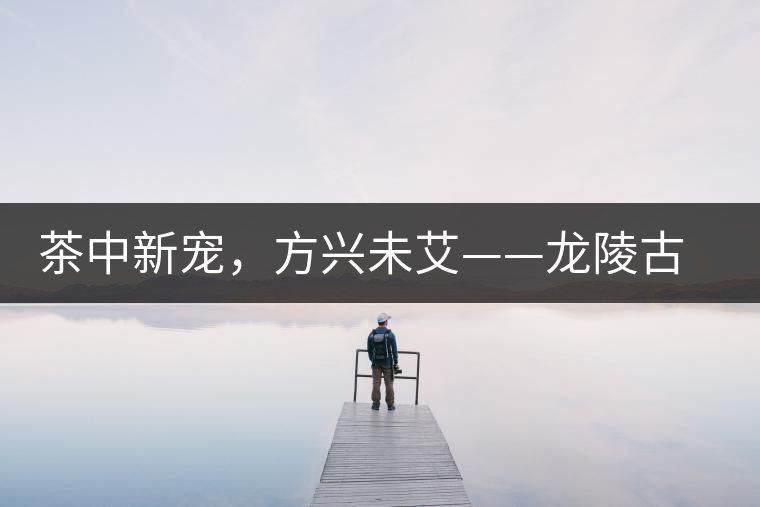 茶中新寵，方興未艾——龍陵古樹(shù)茶介紹