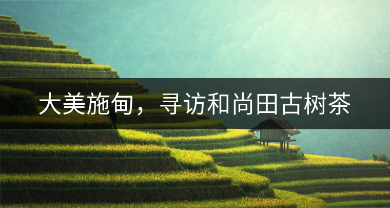 大美施甸，尋訪和尚田古樹茶