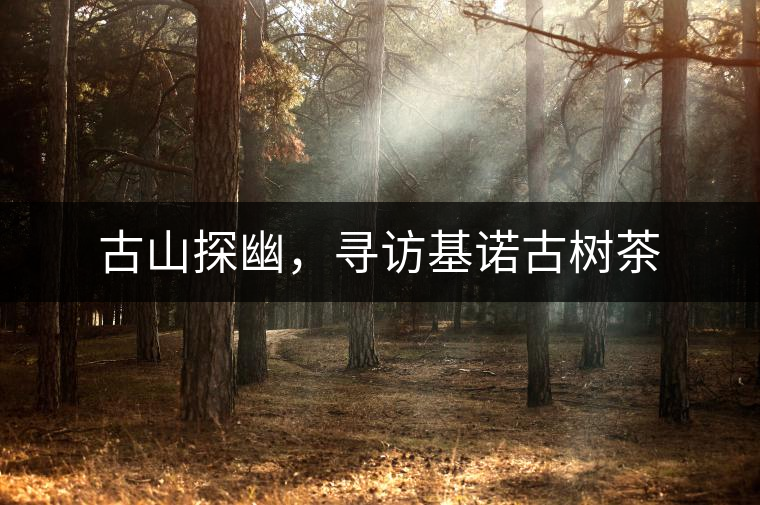 古山探幽，尋訪(fǎng)基諾古樹(shù)茶