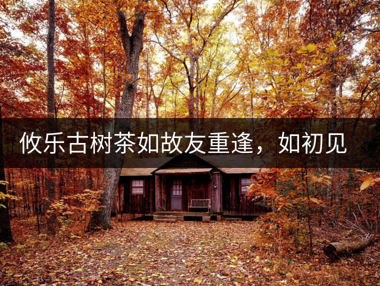 攸樂(lè)古樹茶如故友重逢，如初見傾心