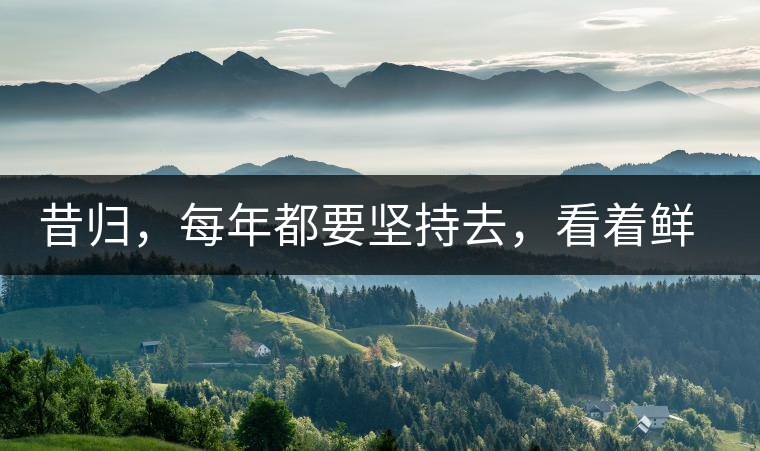 昔歸，每年都要堅持去，看著鮮葉都是香甜的