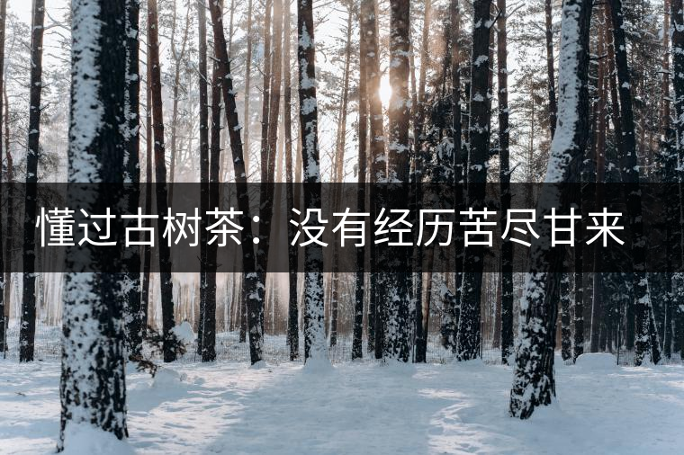 懂過古樹茶：沒有經(jīng)歷苦盡甘來的人，不足以談懂過