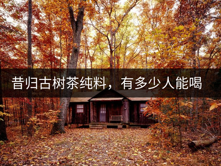 昔歸古樹茶純料，有多少人能喝到真品