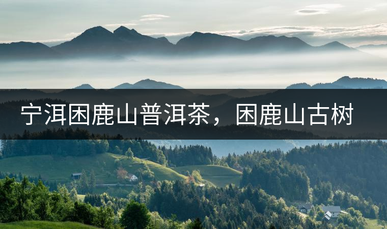寧洱困鹿山普洱茶，困鹿山古樹茶口感特點(diǎn)