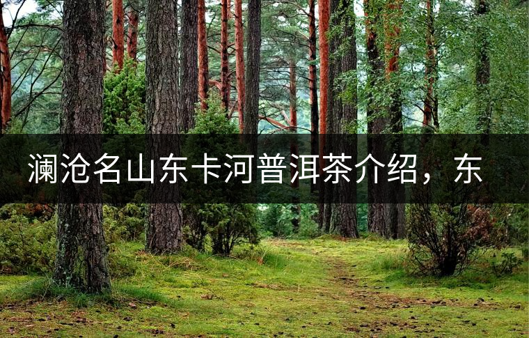 瀾滄名山東卡河普洱茶介紹，東卡河古樹(shù)茶口感特點(diǎn)